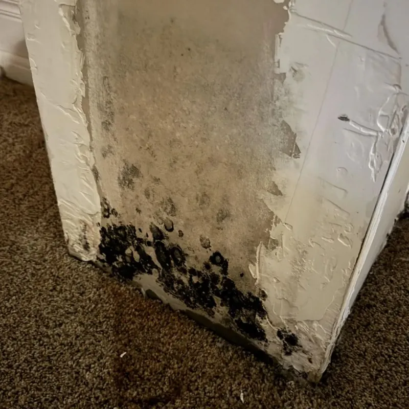 Professional Mold Removal in Wade Hampton, SC
